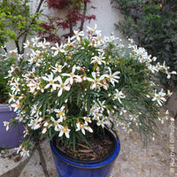 Choisya dewitteana Little Bee - Mexikanische Orangenblume Little Bee - Mexikanischer Orangenbaum