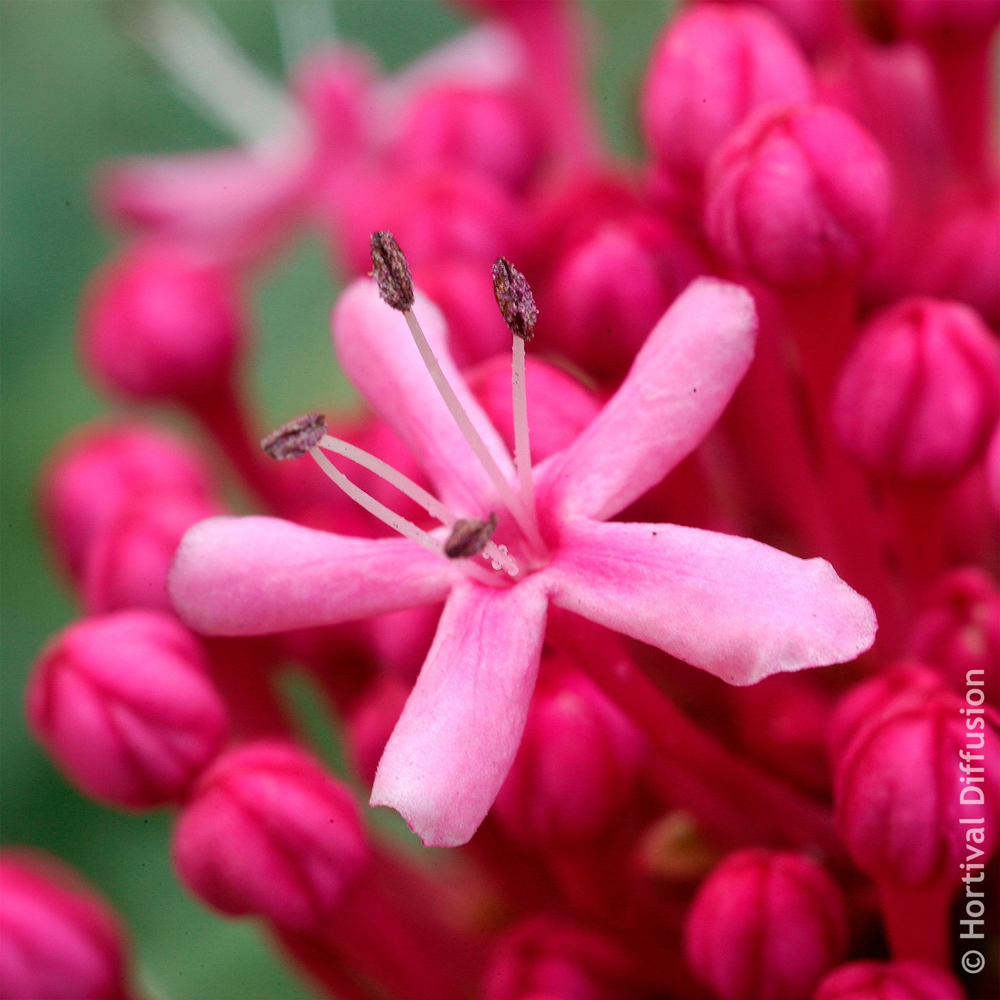 Losbaum - Clerodendrum bungei - Bakker