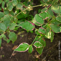Cornus alternifolia Pinky Spot Pot - Pagoden-Hartriegel Pinky Spot - Sträucher