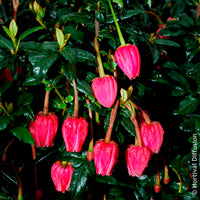 Chilenischer Lanternenbaum - Bakker