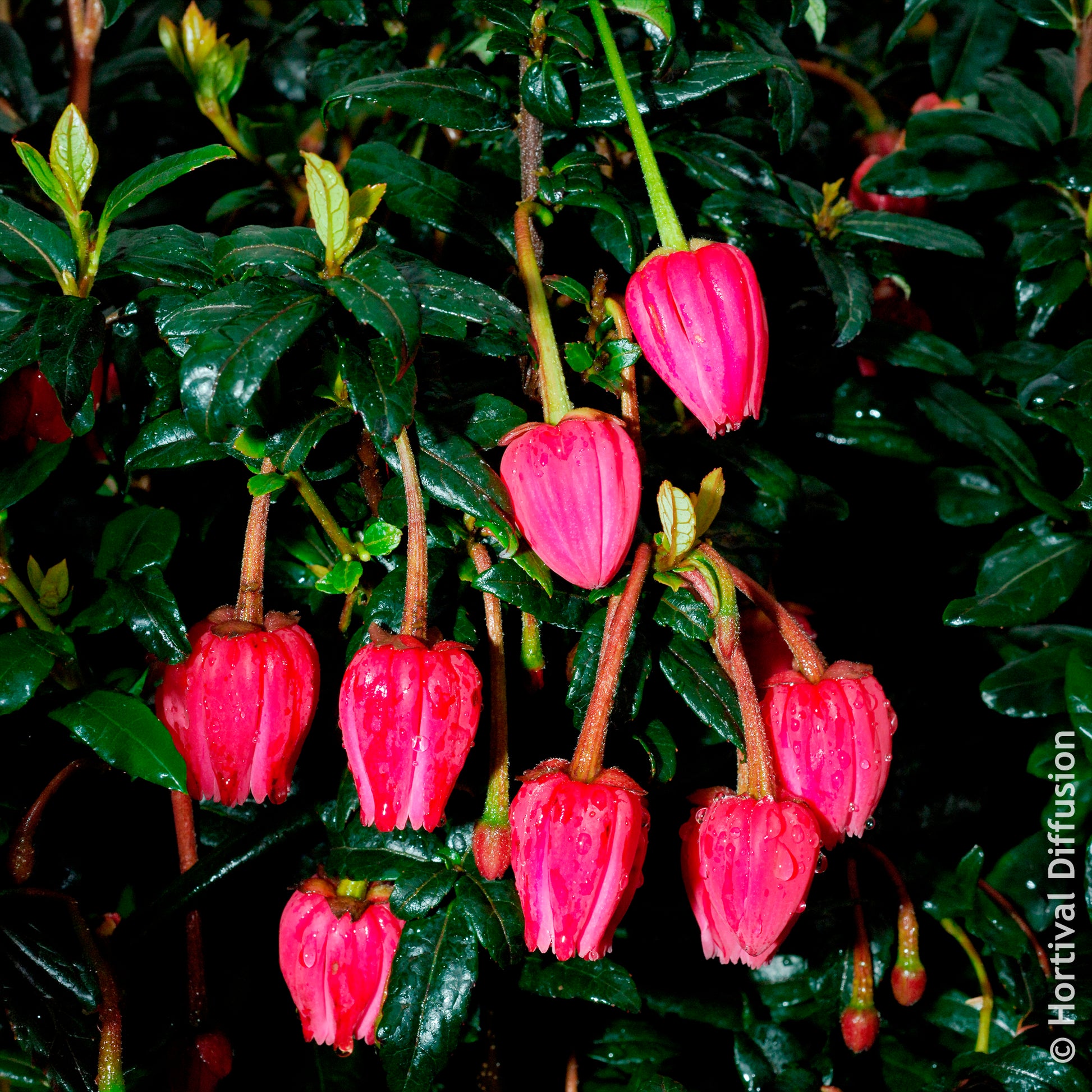 Chilenischer Lanternenbaum - Bakker