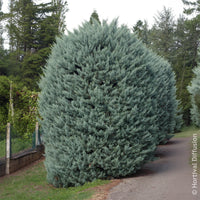 Arizona-Zypresse Fastigiata - Cupressus arizonica Fastigiata - Bakker