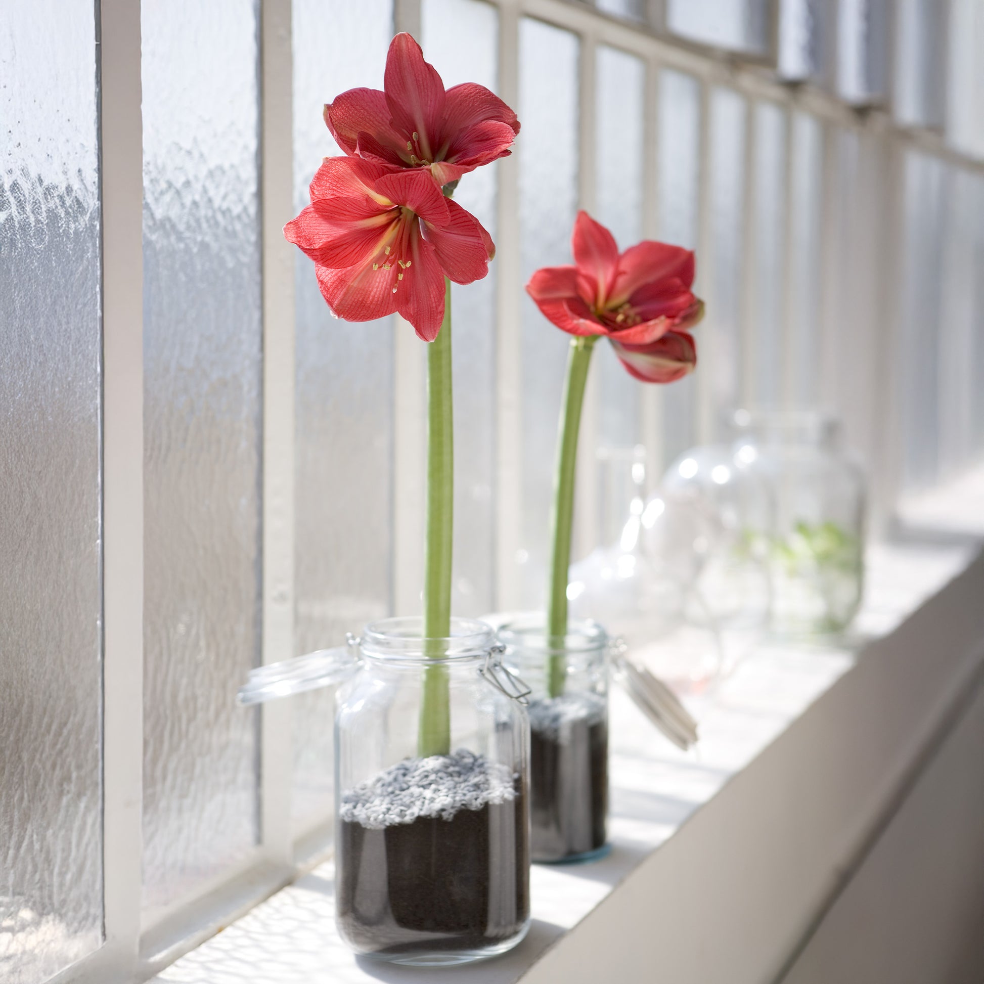 Wachs Amaryllis  Gloss X Mas Red - Amaryllis Gloss X Mas Red - Bakker