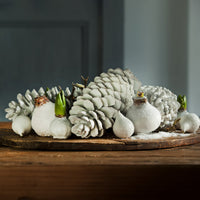 Wachs Amaryllis Magic White - Amaryllis Magic White - Bakker