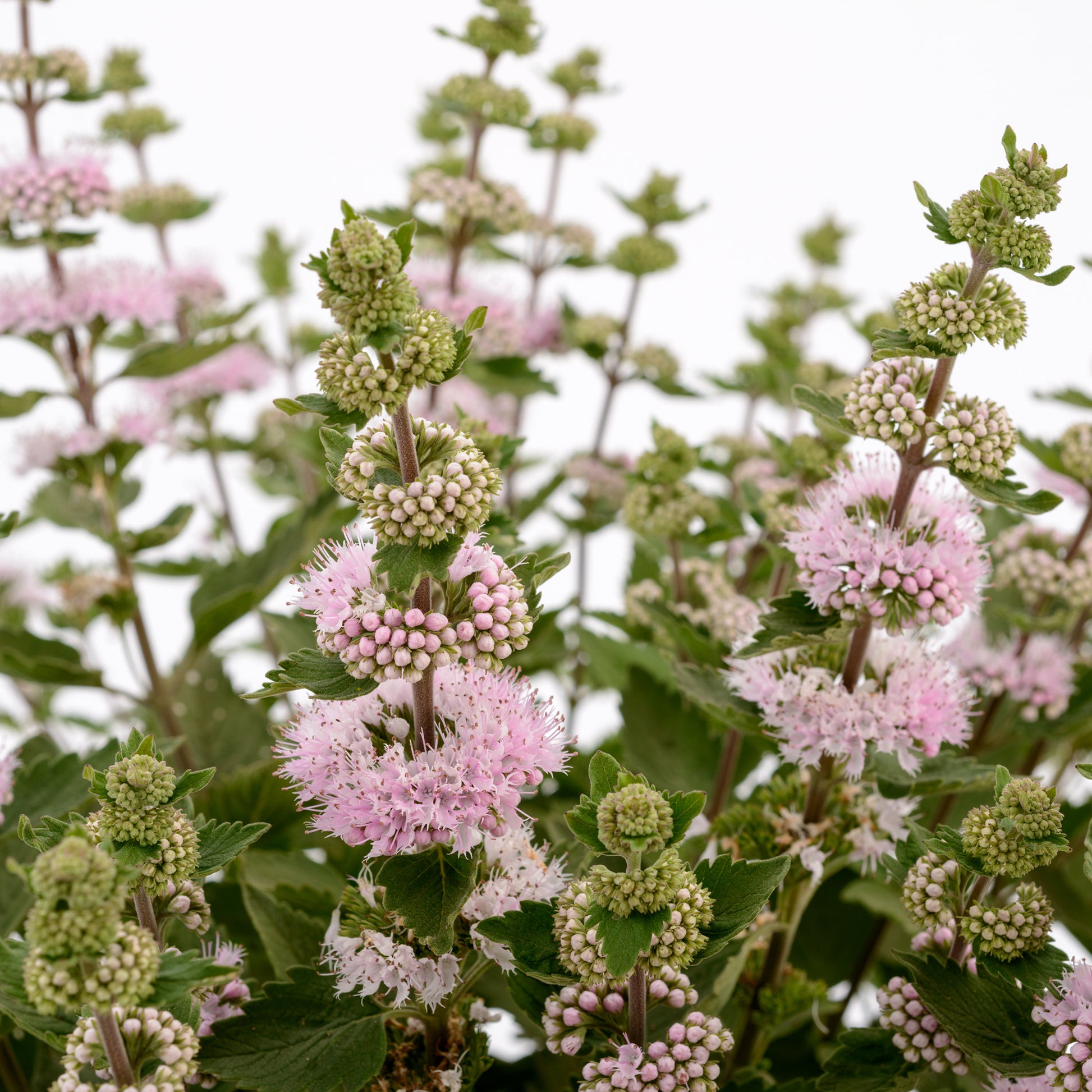 Caryopteris x clandonensis Camara® Pink - Caryopteris x clandonensis 'Camara Pink' - Caryopteris