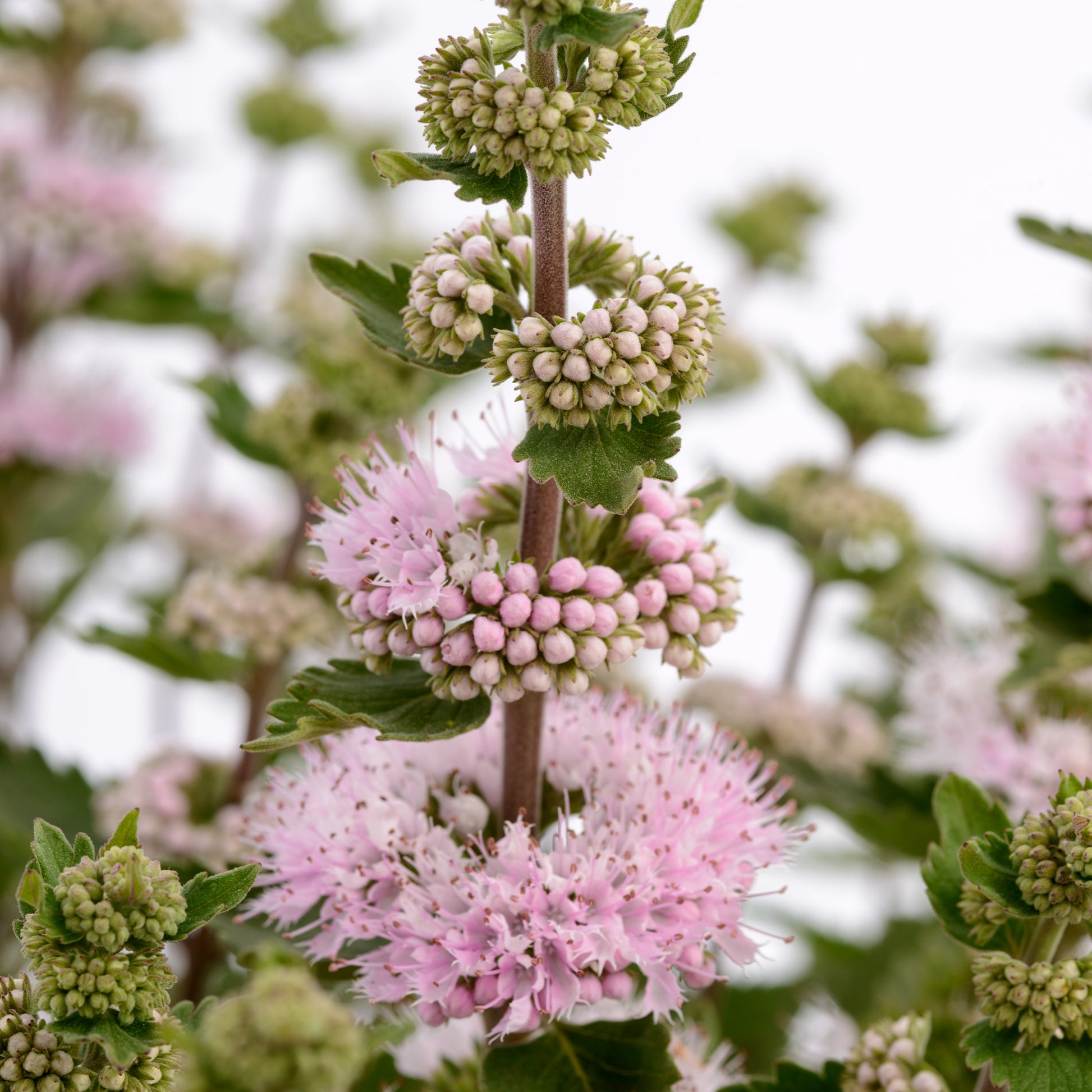 Caryopteris x clandonensis 'Camara Pink' - Caryopteris x clandonensis Camara® Pink - Bakker