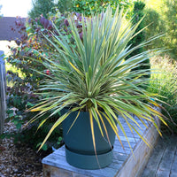 Cordyline banksii - Cordyline australis Fantasy ® - Bakker