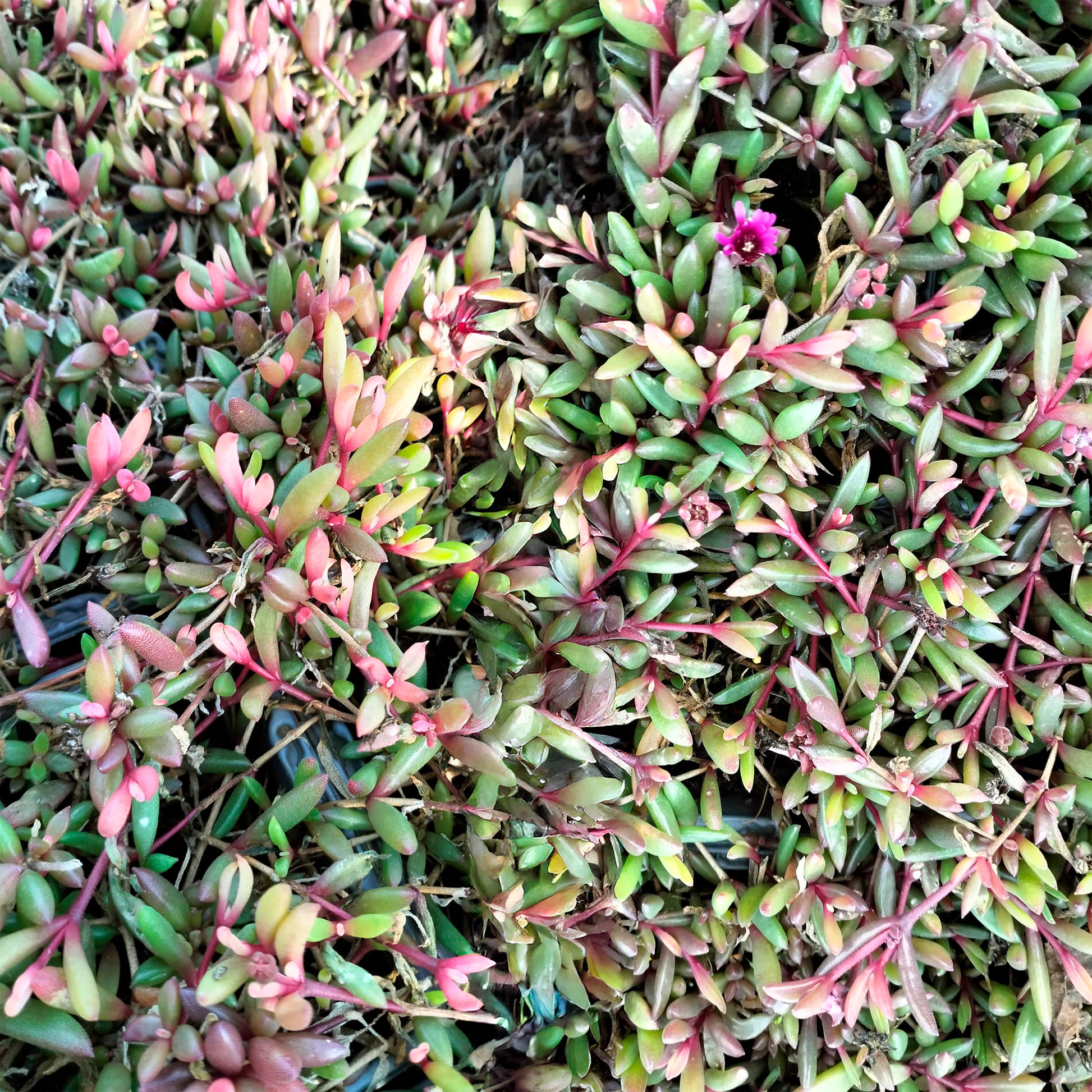 Mittagsblume Desert Dancers® Red - Bakker