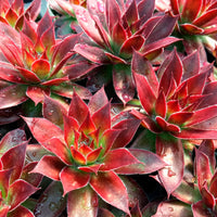 Sempervivum Chick Charms ® Strawberry Kiwi - Sempervivum Chick Charms® Strawberry Kiwi - Bakker