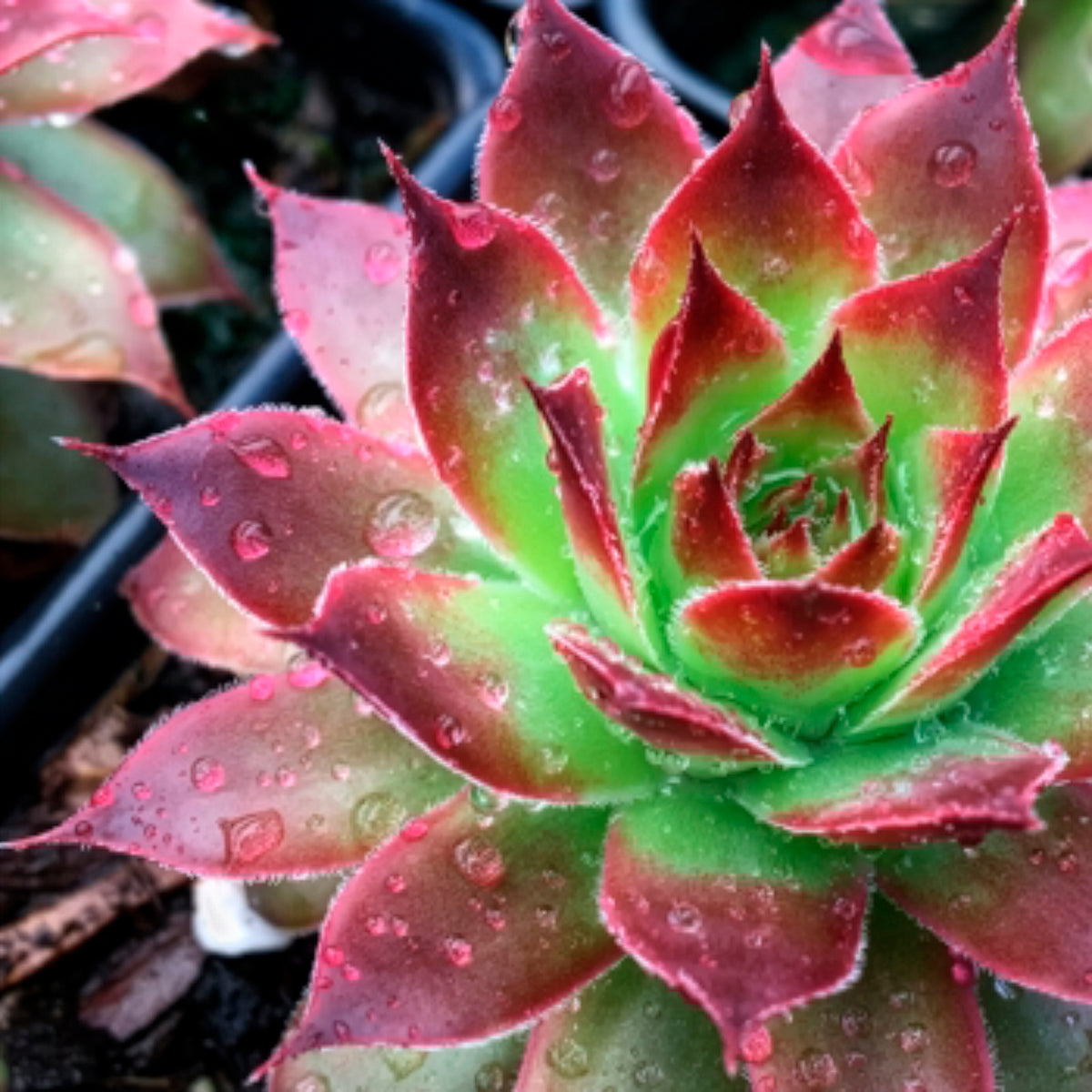 Sempervivum Chick Charms ® Strawberry Kiwi - Bakker