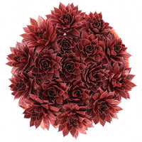 Sempervivum Chick Charms® Strawberry Kiwi - Sempervivum Chick Charms ® Strawberry Kiwi - Sempervivum - Hauswurz