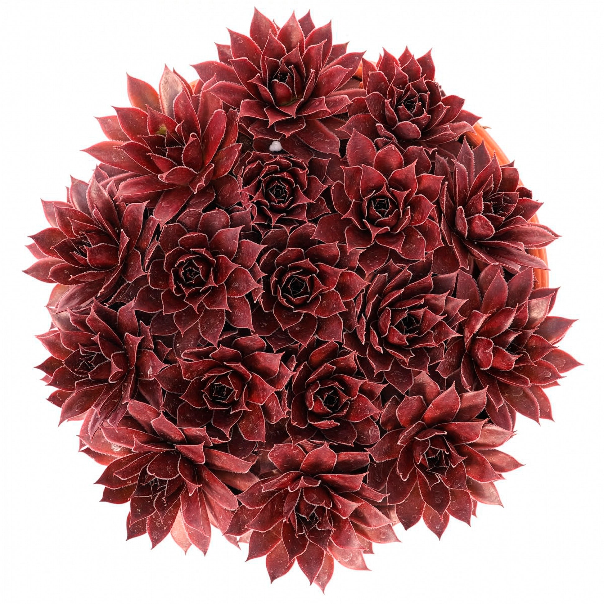 Sempervivum Chick Charms® Strawberry Kiwi - Sempervivum Chick Charms ® Strawberry Kiwi - Sempervivum - Hauswurz