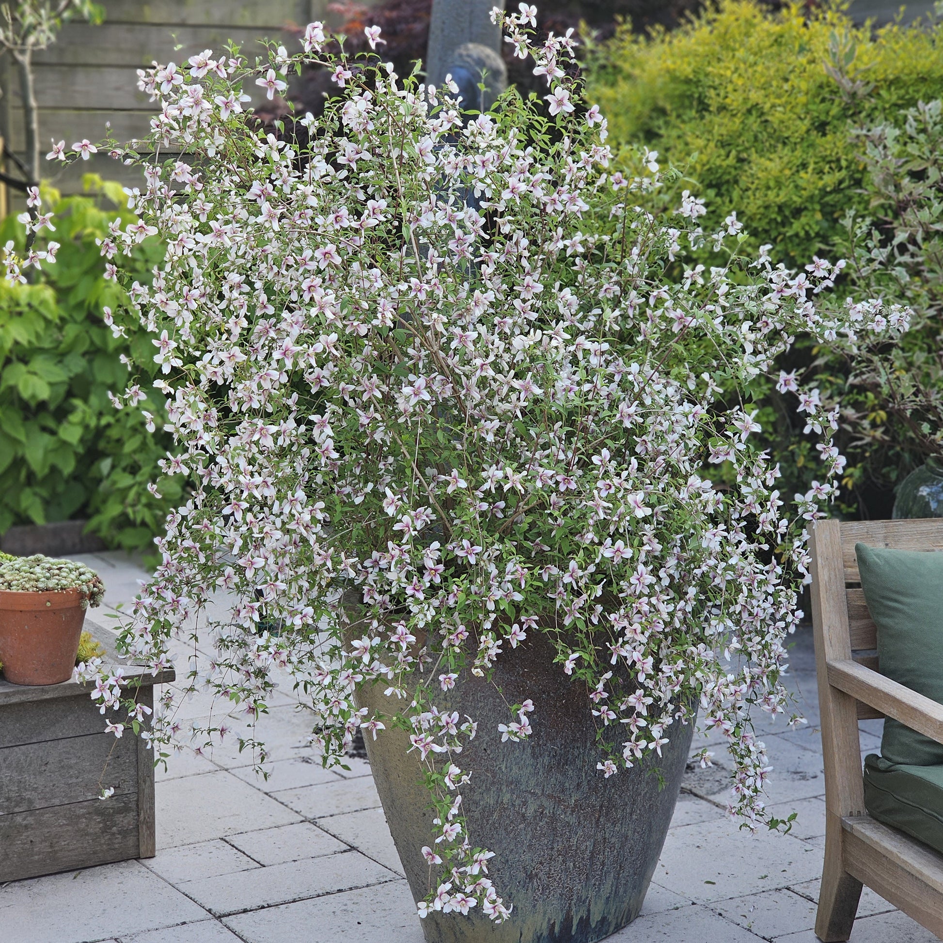 Gartenjasmin Petite Perfume® Pink - PHILADELPHUS coronarius Petite Perfume Pink ® - Bakker