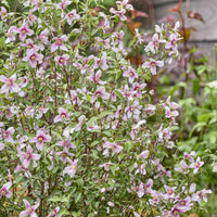 PHILADELPHUS coronarius Petite Perfume Pink ® - Gartenjasmin Petite Perfume® Pink - Blühende Sträucher