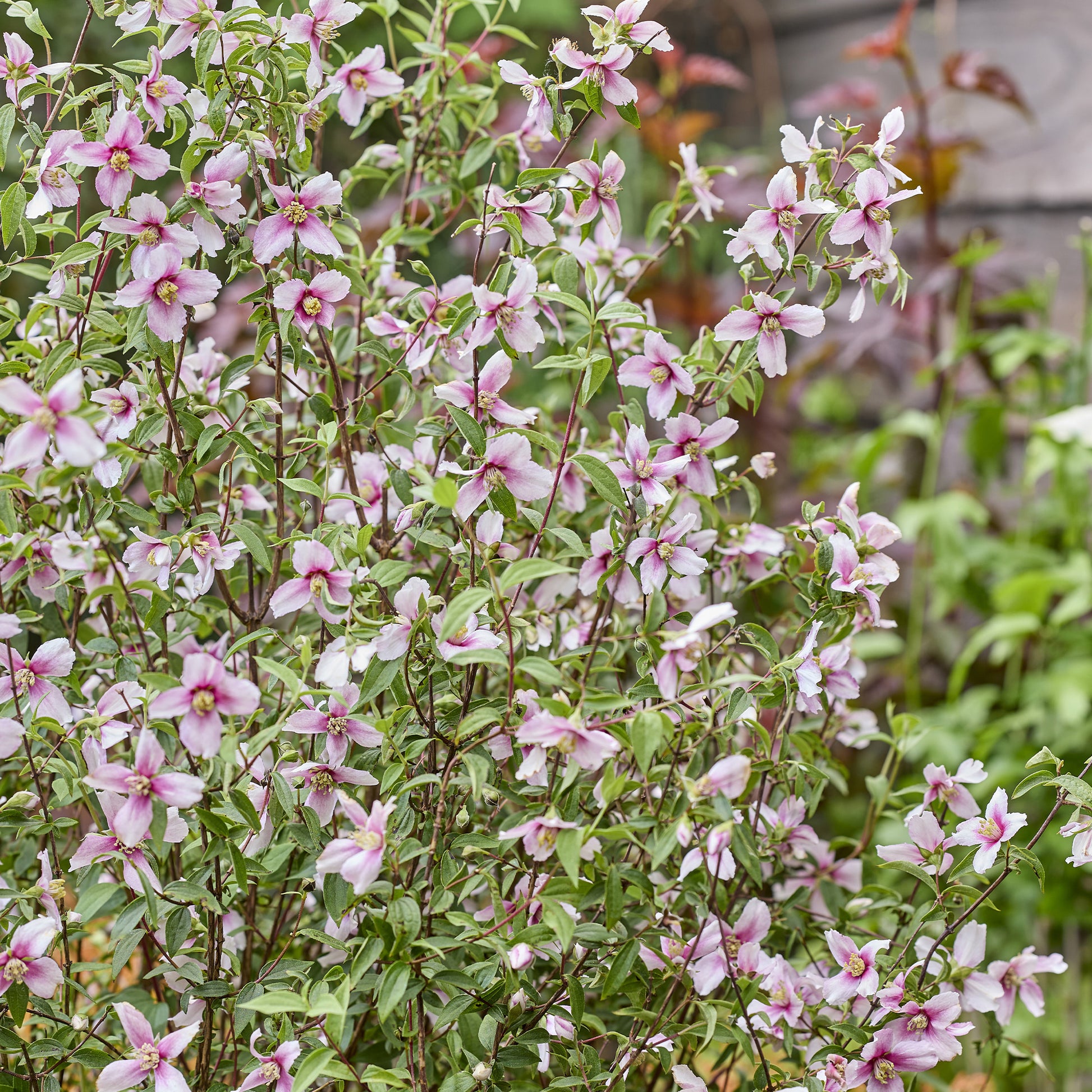 PHILADELPHUS coronarius Petite Perfume Pink ® - Gartenjasmin Petite Perfume® Pink - Blühende Sträucher