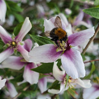 Blühende Sträucher - Gartenjasmin Petite Perfume® Pink - PHILADELPHUS coronarius Petite Perfume Pink ®