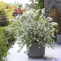 Gartenjasmin Petite Perfume® White - PHILADELPHUS coronarius Petite Perfume white® - Bakker