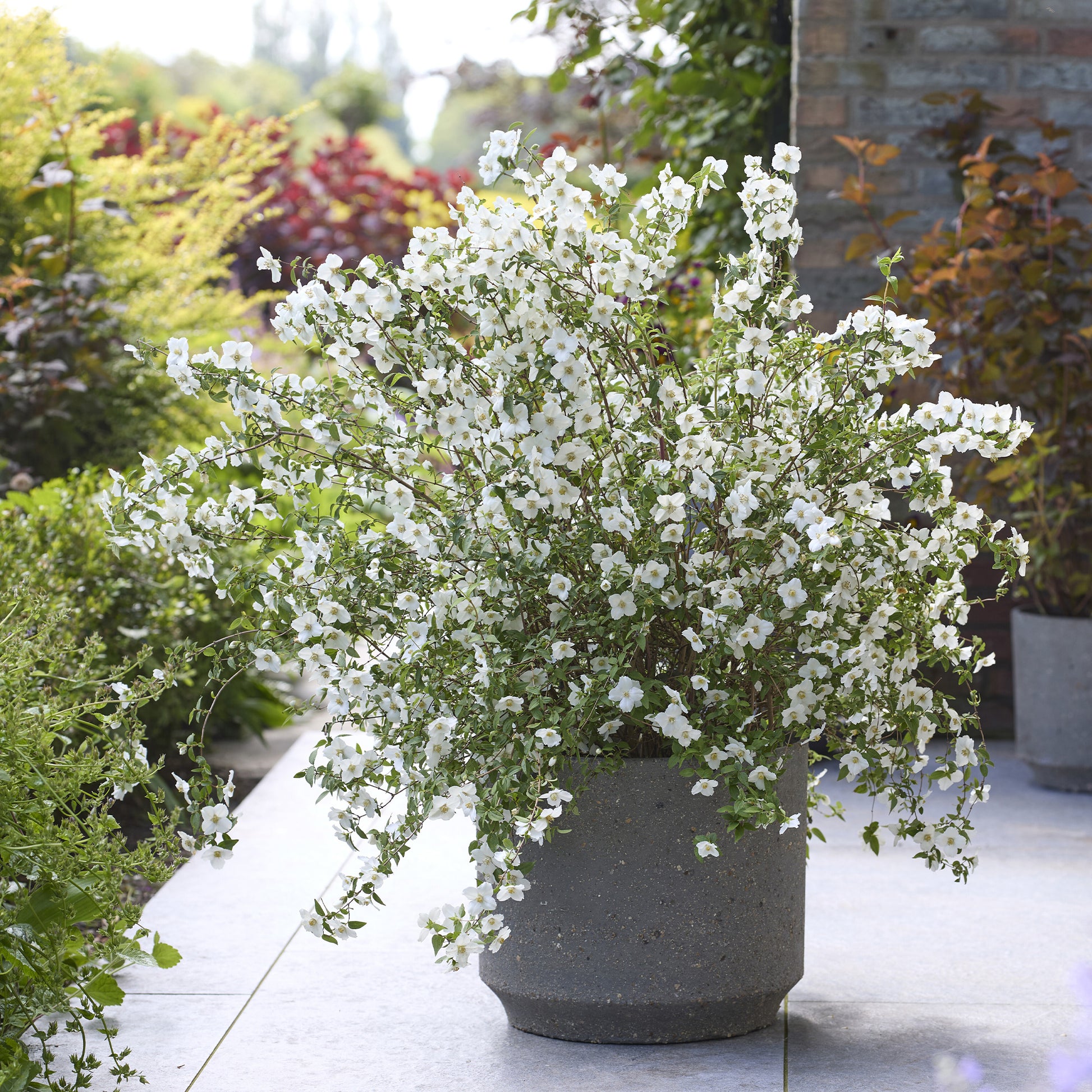 Gartenjasmin Petite Perfume® White - PHILADELPHUS coronarius Petite Perfume white® - Bakker