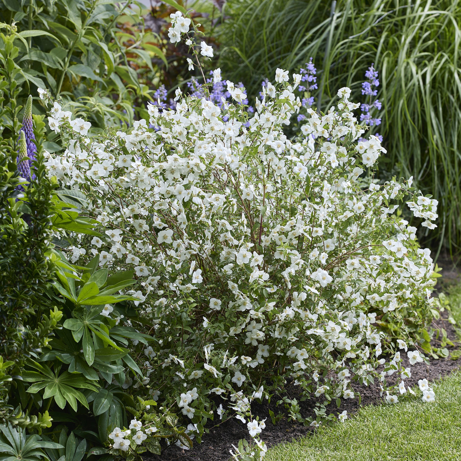 PHILADELPHUS coronarius Petite Perfume white® - Gartenjasmin Petite Perfume® White - Blühende Sträucher