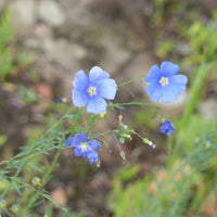 Linum perenne - Blauer Stauden-Lein - Blumensamen