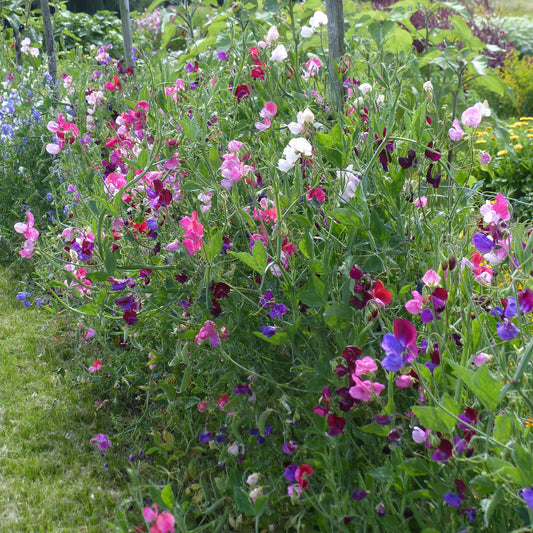 Erbsen Mischung (blau, rosa, rot, orange, weiß) - Bakker