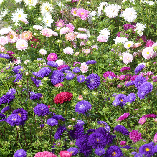 Chrysanthemen-blühende Aster Mischung - Bakker
