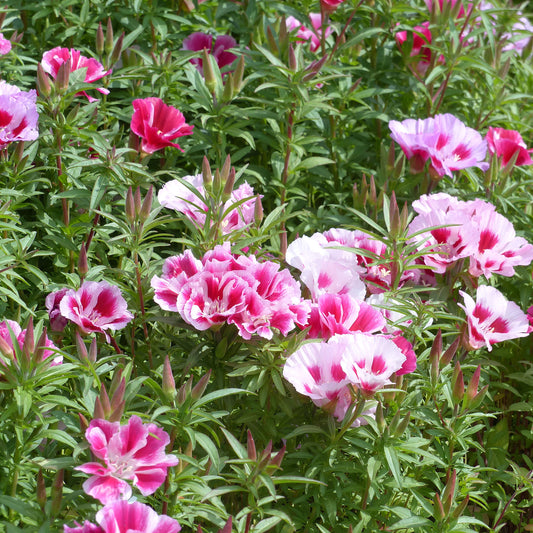 Sommerazaleen Mischung - Bakker