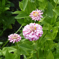 Zinnie Peppermint Stick Mischung - Zinnia peppermint stick en mélange - Bakker