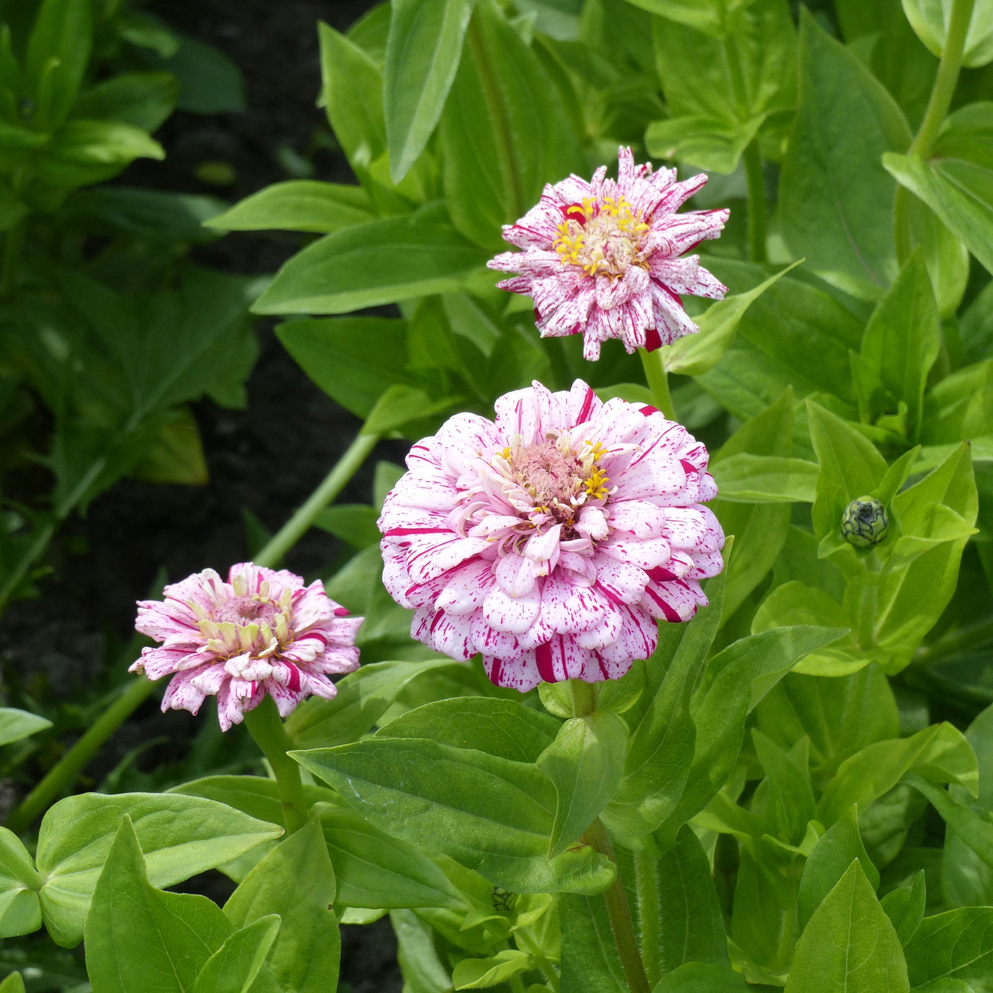 Zinnie Peppermint Stick Mischung - Zinnia peppermint stick en mélange - Bakker