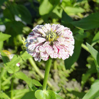 Zinnia peppermint stick en mélange - Zinnie Peppermint Stick Mischung - Samen für Blumenbeete und -ränder