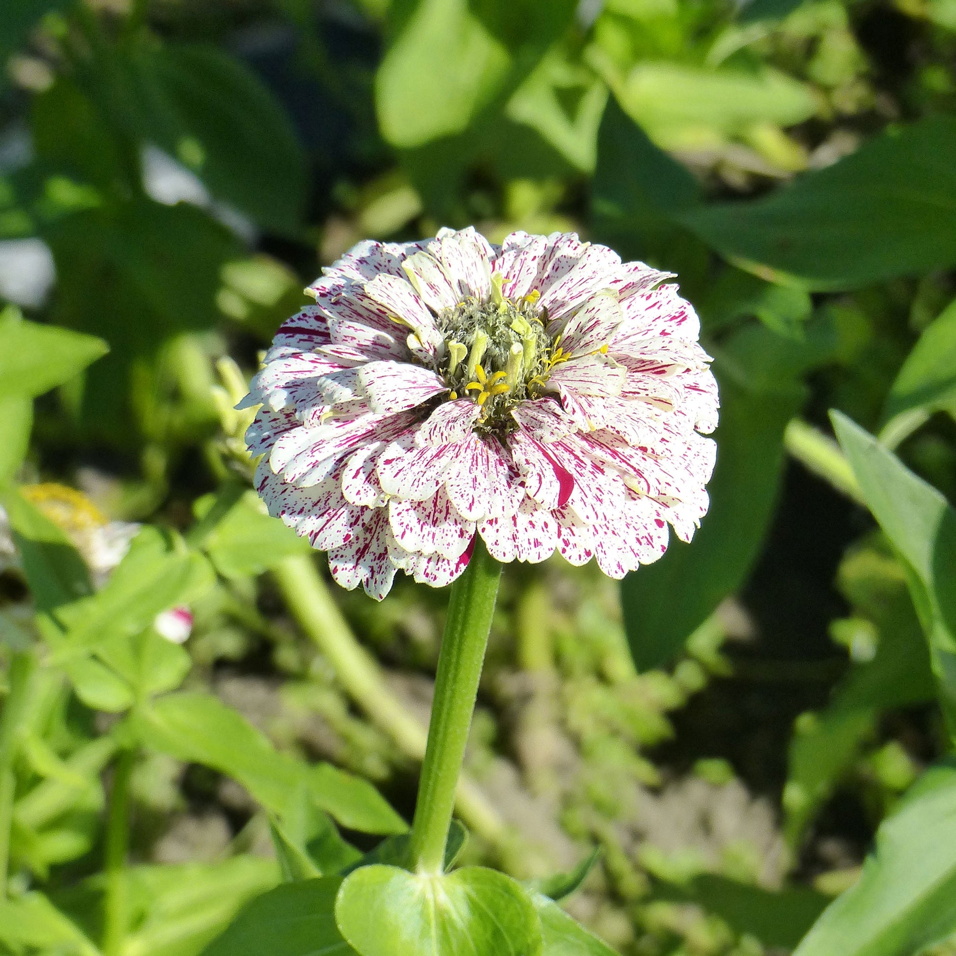 Zinnia peppermint stick en mélange - Zinnie Peppermint Stick Mischung - Samen für Blumenbeete und -ränder