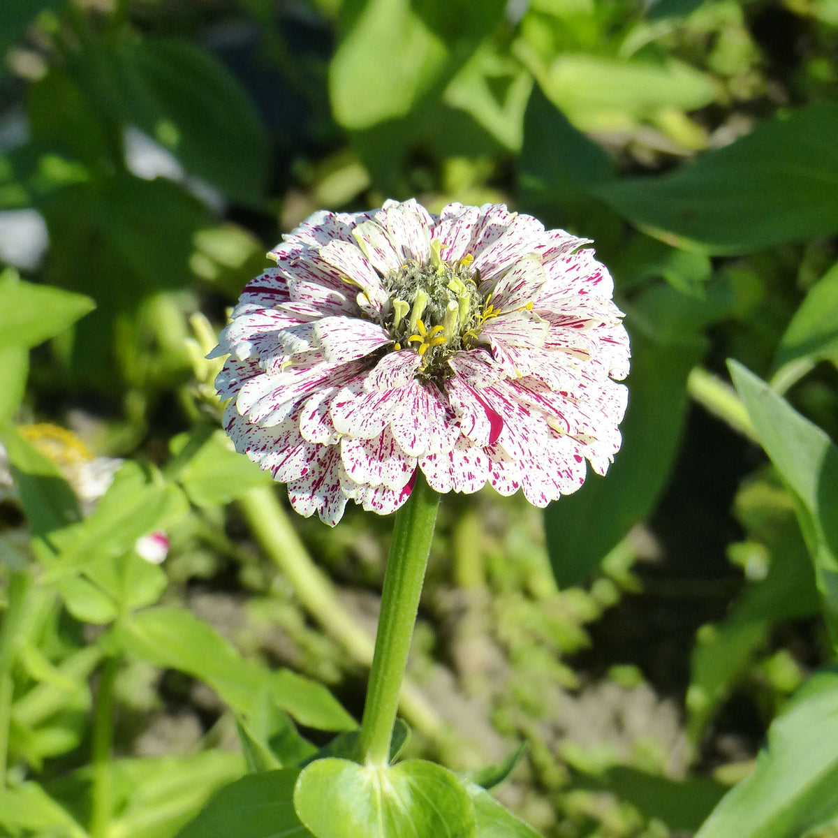 Zinnia peppermint - Zinnie 'Peppermint Stick' - Samen für Blumenbeete und -ränder