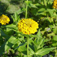 Samen für Blumenbeete und -ränder - Zinnie Peppermint Stick Mischung - Zinnia peppermint stick en mélange