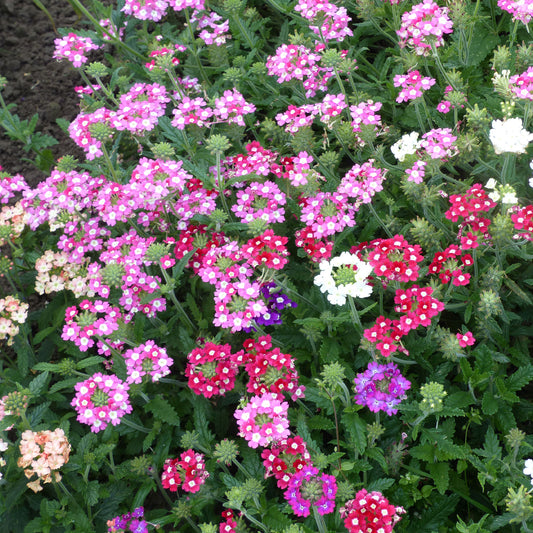 Verbenen Mischung - Bakker