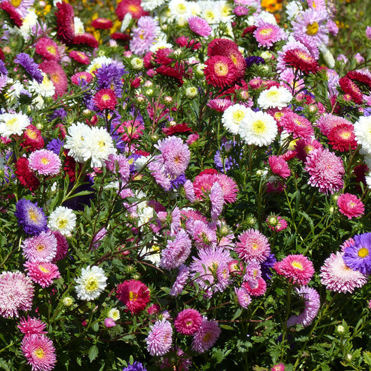 Sommeraster Super Princess Mischung - Bakker