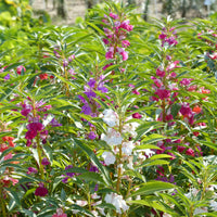 Kamelien-Balsaminen Mischung - Impatiens balsamina - Bakker