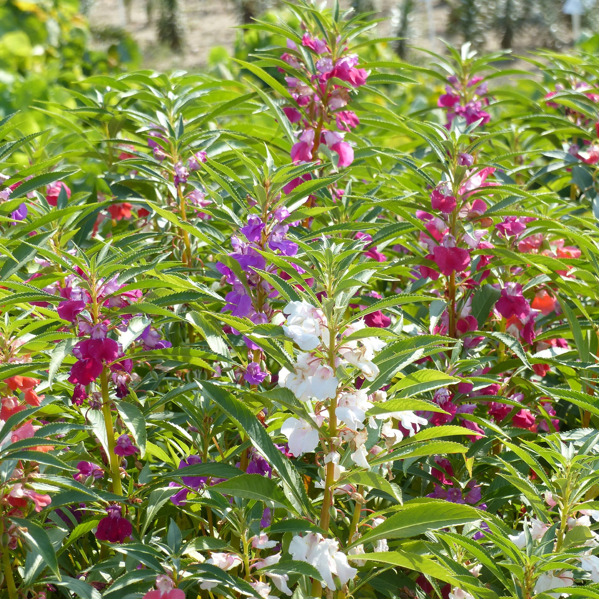 Kamelien-Balsaminen Mischung - Impatiens balsamina - Bakker