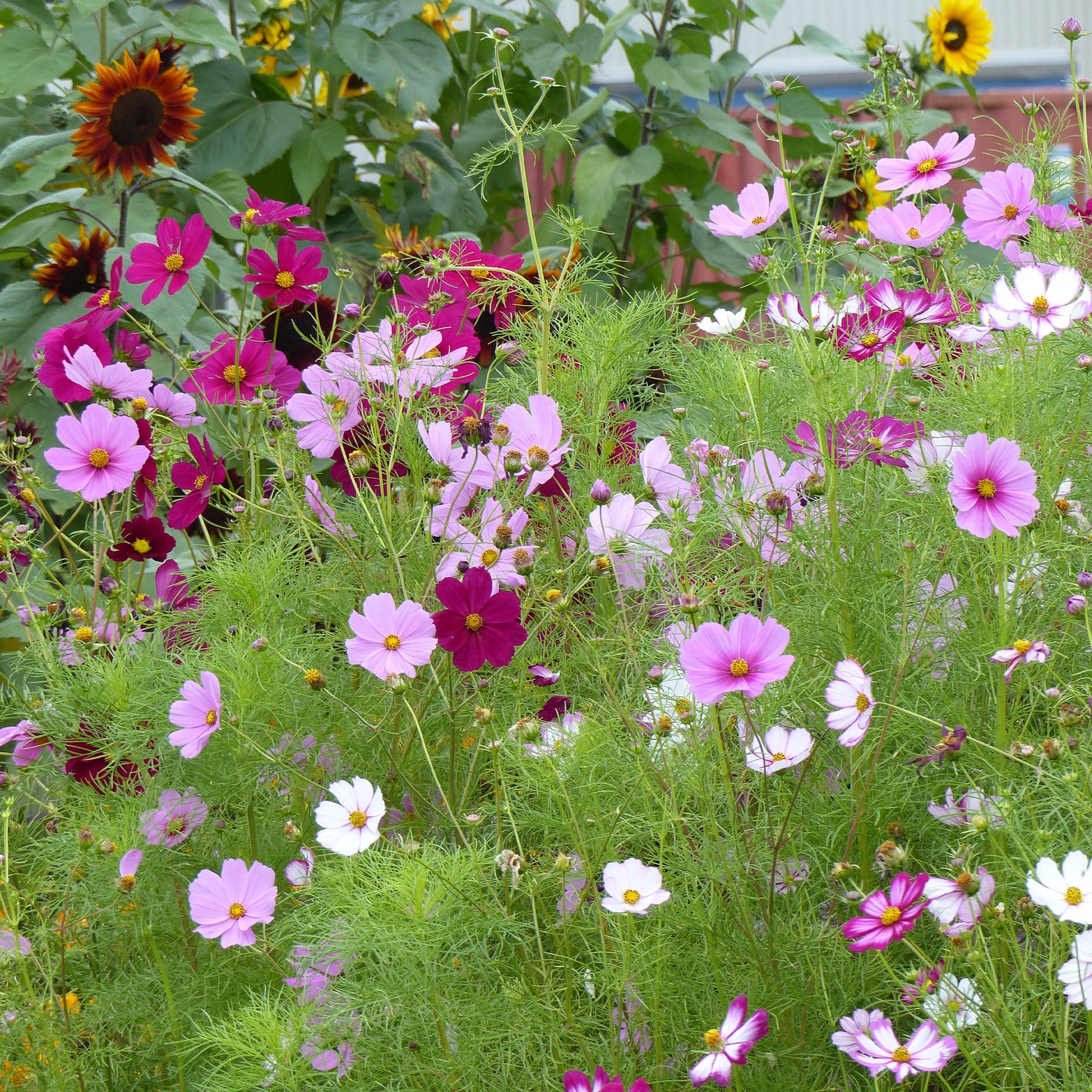Schmuckkörbchen Sensation Mischung - Cosmos bipinnatus - Bakker
