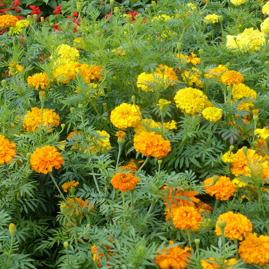 Indische Rosen Mischung - Bakker