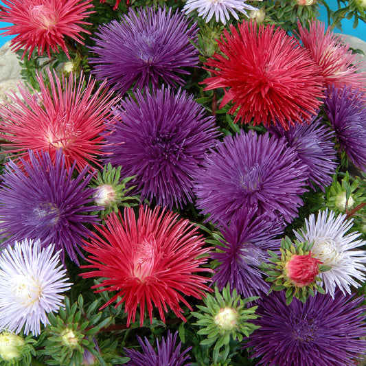 Sommeraster Idyll Mischung - Bakker