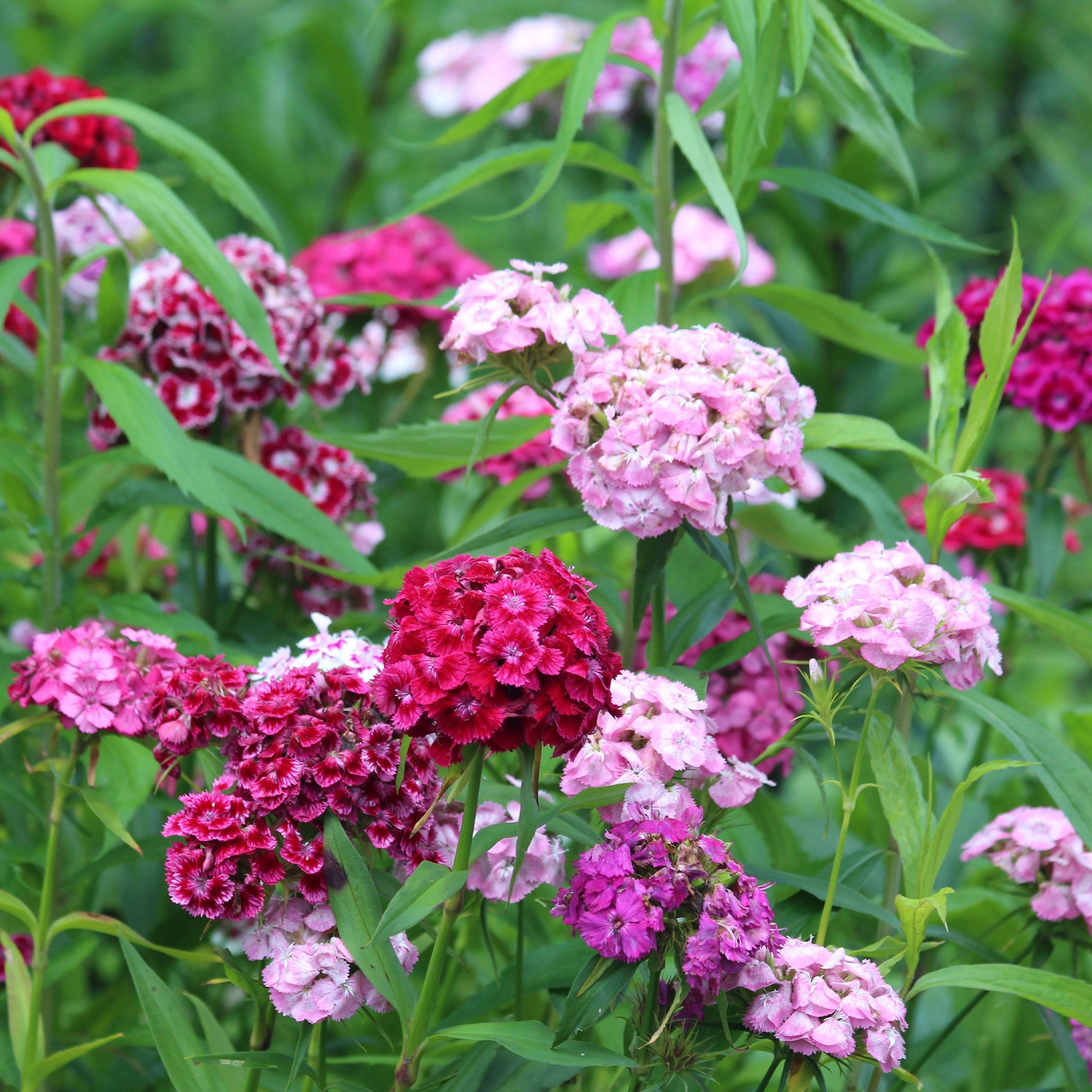 Saatgut Bartnelke Mischung - Dianthus barbatus