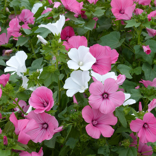 Buschmalven Mischung - Bakker