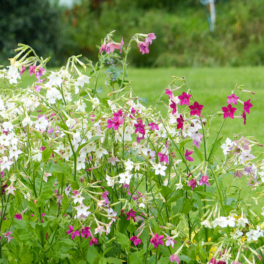 Ziertabak Mischung - Bakker