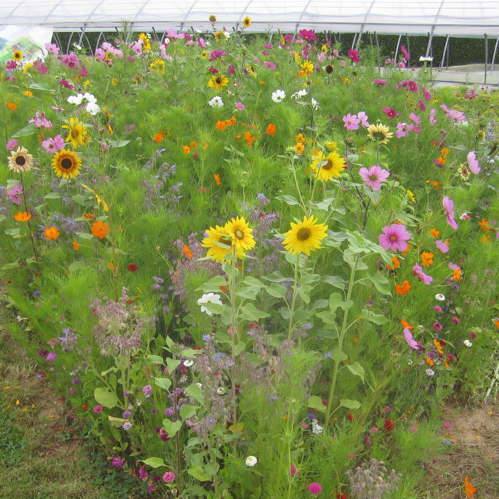 Saatgut Bienenweide Mischung