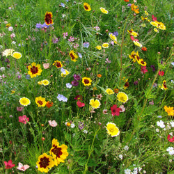 Spezialmischung für trockene Böden - Bakker