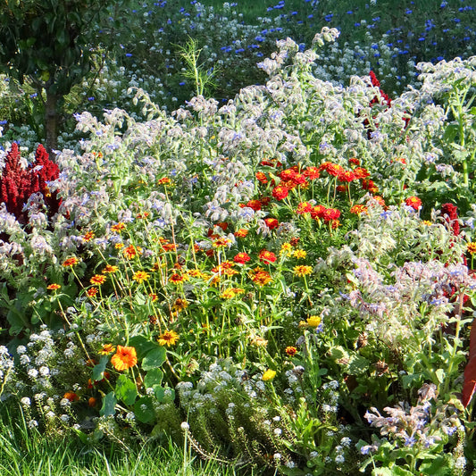 Blumenmischung zur Schnecken bekämpfung - Bakker