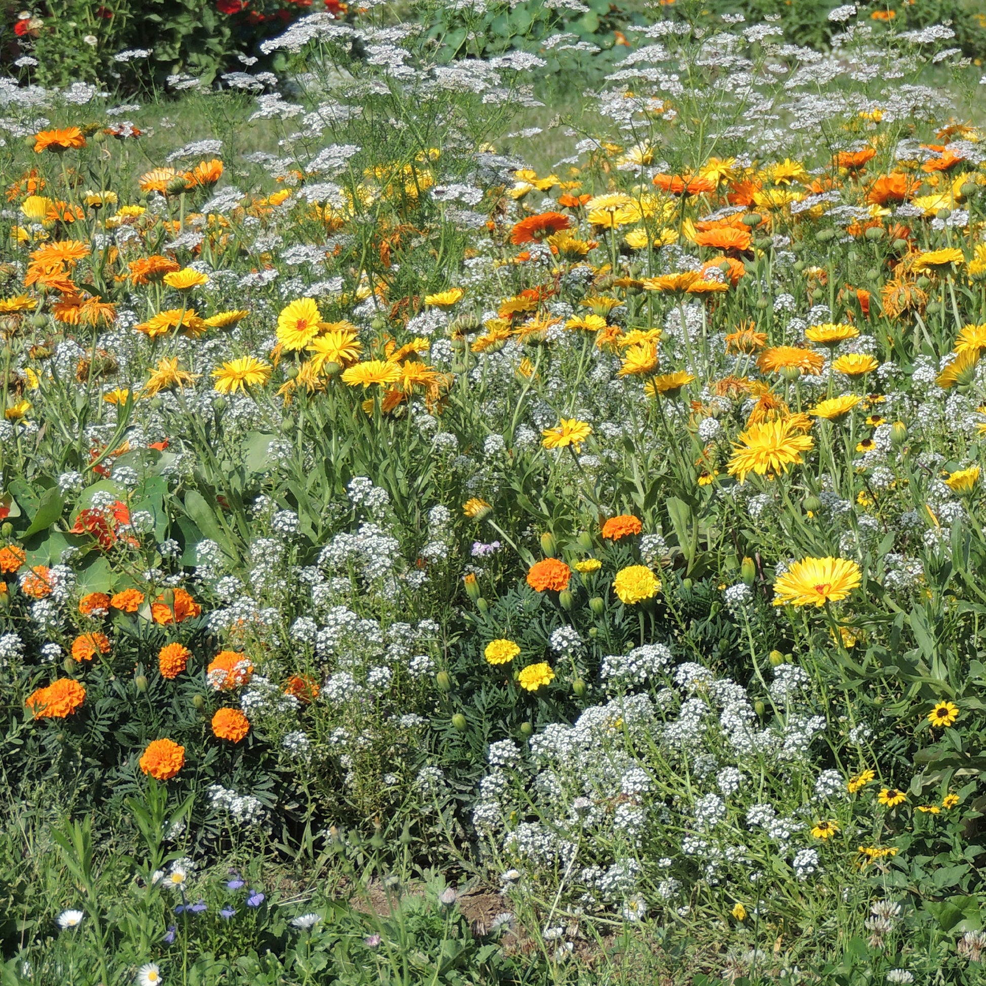 Blumenmischung gegen Blattläuse -  - Bakker