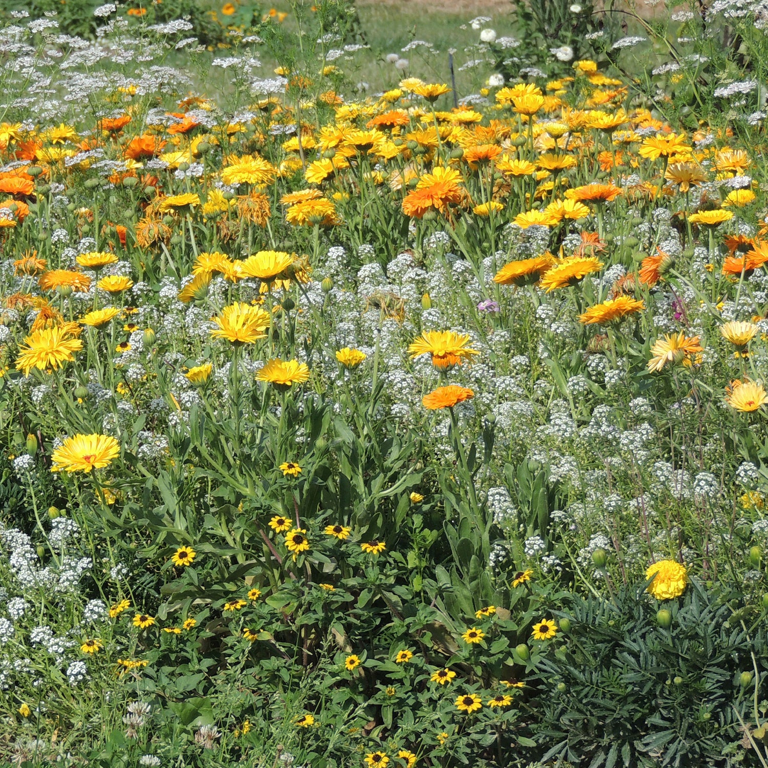 Blumensamen