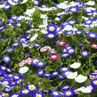 Convolvulus tricolor - Dreifarbige Winde - Blumensamen