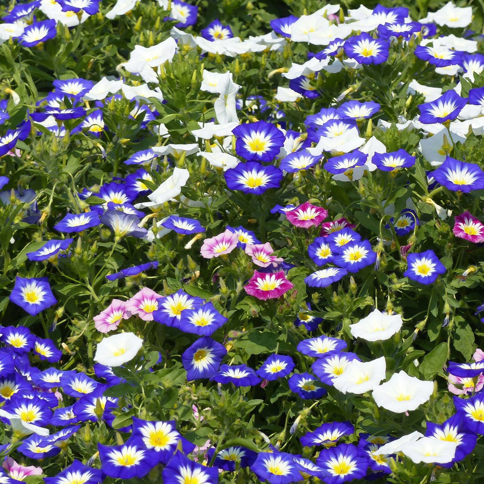 Convolvulus tricolor - Dreifarbige Winde - Blumensamen